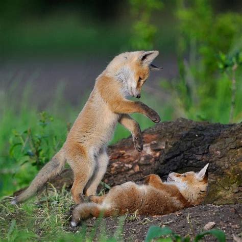 Baby Foxes Playing. | Wild life | Pinterest