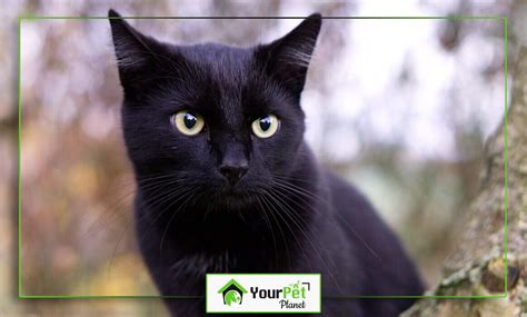 The 22 Cutest Black Cat Breed in The Market Today You Need to Know