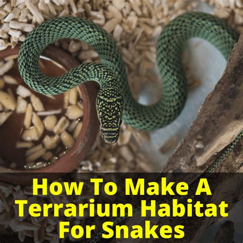 How To Make A Terrarium Habitat For Snakes