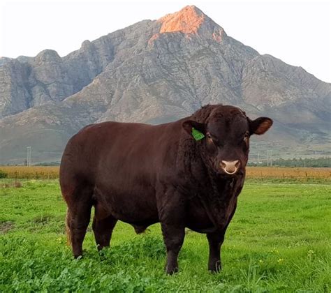 Sussex Cattle, South Africa