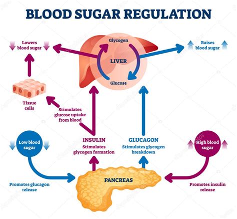 Ilustración del vector de regulación del azúcar en sangre. Esquema de ciclo de proceso ...