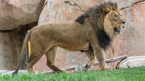 San Diego Zoo Safari Park: new lion Bo coming to site