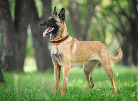 Belgian Malinois | Description, Characteristics, & Facts | Britannica