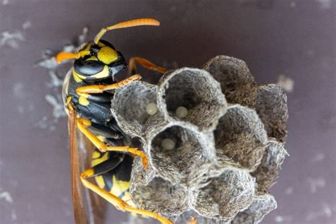 How To Get Rid Of Wasps — Home Remedies For Wasp Removal | lupon.gov.ph