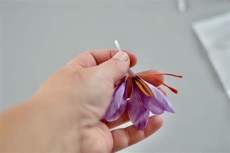 How to harvest, dry and storage saffron from your garden