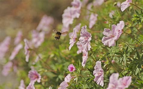 HD wallpaper: Flowers, Bee, Macro | Wallpaper Flare