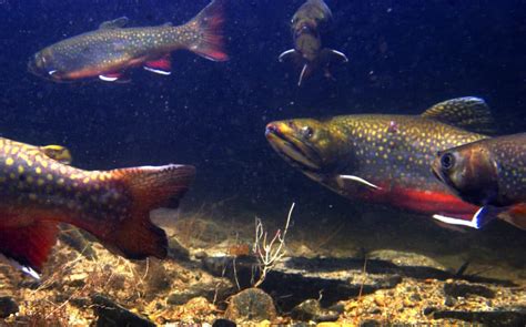 Mass. Fish And Wildlife Has Started Stocking State's Ponds, Lakes And ...