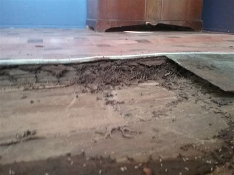 2017-04-19 Customer House Termite Nest & Damage 4 - Total Pest Services Dalby