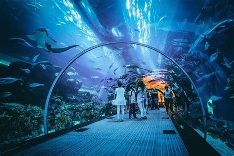 Dubai Aquarium With Glass Bottom Boat Tour