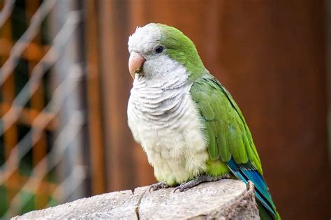 30 Quirky Facts About The Quaker Parrot - Facts.net