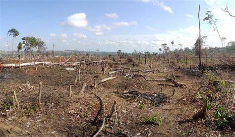 Anthropocene Biodiversity Challenges | Senckenberg Gesellschaft für Naturforschung