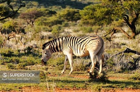 Quagga Equus quagga quagga Extinct in the wild about 1880. This is an ...