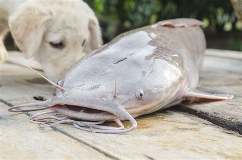 Invasive, ‘walking’ catfish turn up in large concentration in Florida: report - pennlive.com