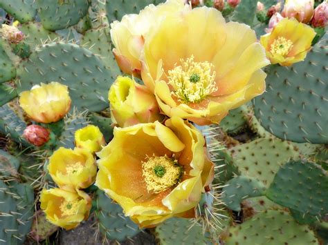 cactus, flowers, thorns Wallpaper, HD Flowers 4K Wallpapers, Images and Background - Wallpapers Den