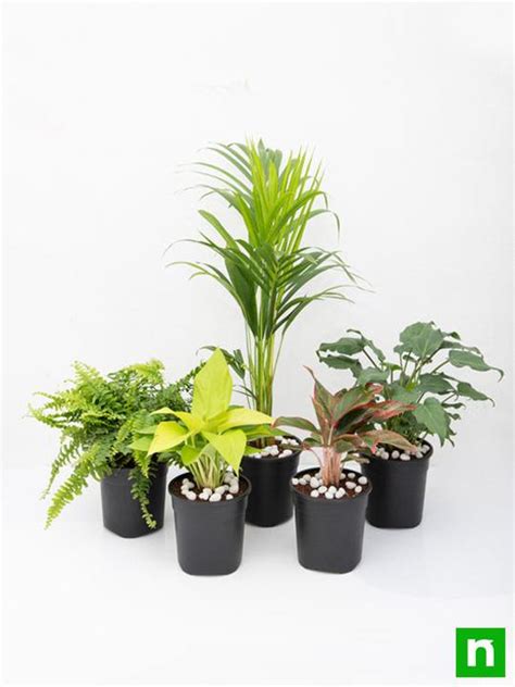 Buy Top 5 Shade Tolerant Indoor Plants for Home online from Nurserylive at lowest price.