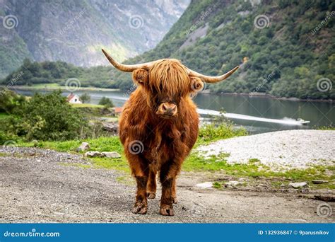 Big Musk Ox in Its Habitat, Natural Landscape on the Background Stock Image - Image of angry ...