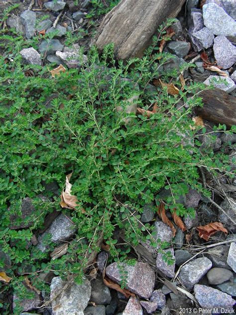 Euphorbia prostrata (Prostrate Spurge): Minnesota Wildflowers