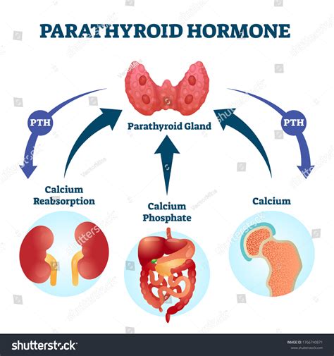 3,594 Parathyroid Hormone Images, Stock Photos, 3D objects, & Vectors | Shutterstock