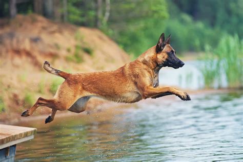 Belgian Malinois Training: 7 Methods For Successful Training