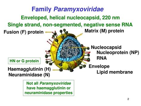 PPT - Paramyxoviridae PowerPoint Presentation, free download - ID:1290683