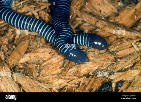 Ringed caecilian, Siphonops annulata, Ecuador Stock Photo - Alamy