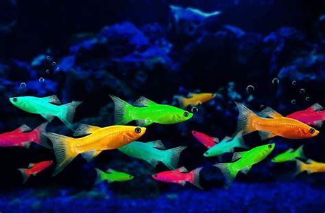 GloFish are genetically modified to express a fluorescence gene, with the original intention of ...