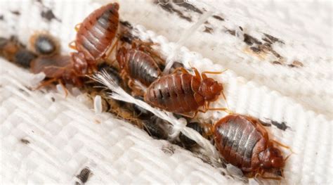 What Do Bed Bug Bites Look Like? - Affordable, Effective Pest Control ...