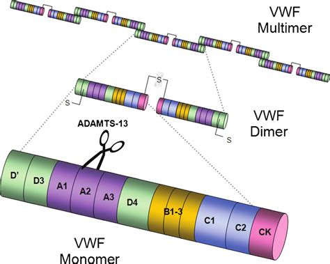 Domain structure of von Willebrand factor (VWF) showing ADAMTS-13 (a ...