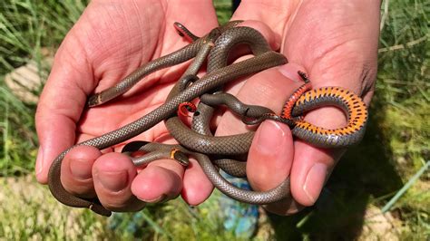 Snakes of Colorado | Museum of Natural History | University of Colorado ...