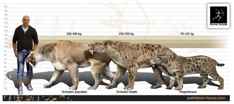 Pin by Melissa Laing on Pics for Nico | Smilodon, Prehistoric animals, Ancient animals