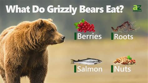Grizzly Bear Poop: Everything You've Ever Wanted to Know - A-Z Animals
