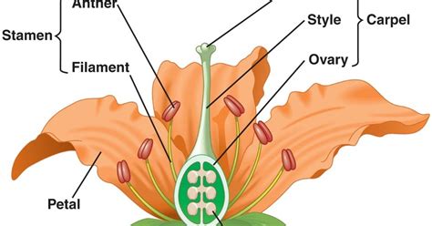 My Newsroom: Biology: Angiosperms