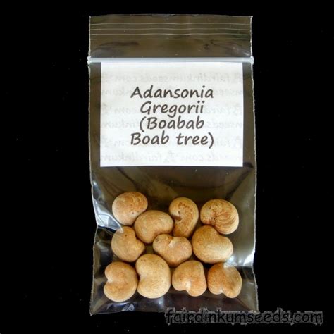 Australian Boab Baobab Adansonia Gregorii Seeds | Fair Dinkum Seeds