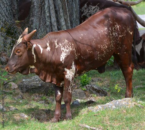 Ankole-Watusi is a modern American breed of domestic cattle. It derives from the Ankole group of ...