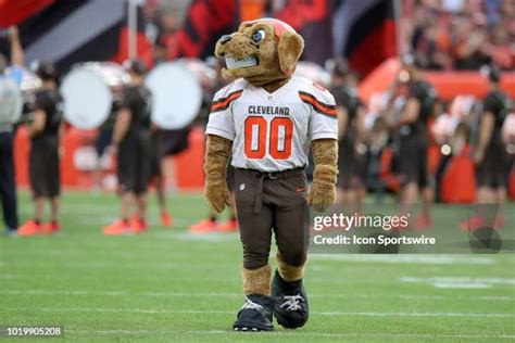 Cleveland Browns Mascot Chomps Photos and Premium High Res Pictures ...