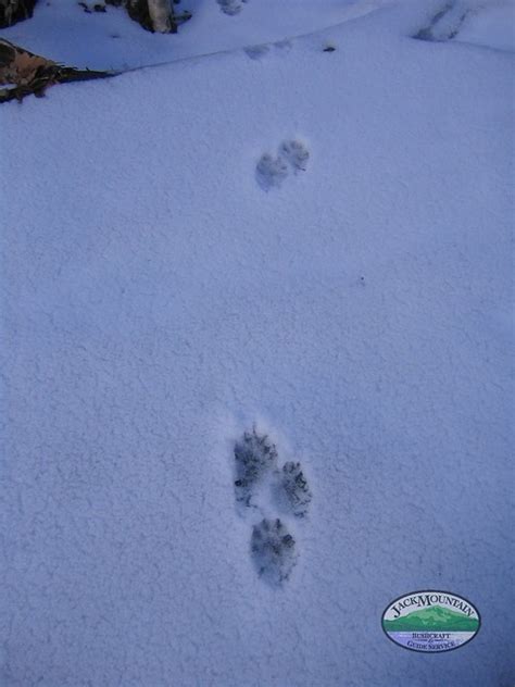 watch movies online 5 Sources of Fisher Cat Tracks In Snow ~ Feb 2016 ...