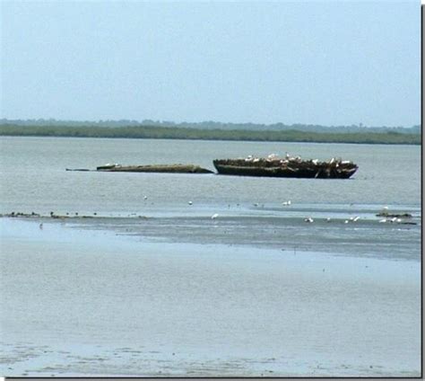 Gambia River Photos