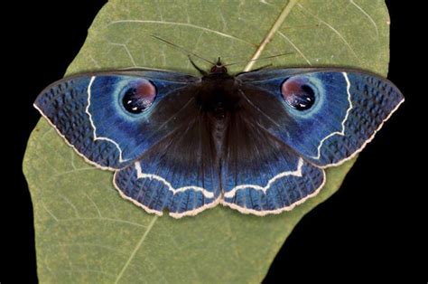 Blue Noctuid Moth (Erebus albicincta obscurata) (cowyeow) China | Moon moth, Colorful moths, Moth