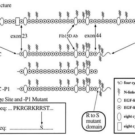 Domain structure of fibrillin-1 and expression constructs. Diagram ...