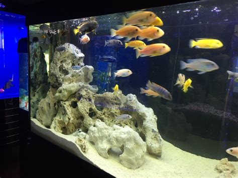 Aquarium Store Melbourne | 500m2 Shop | Call 1300 MY FISH