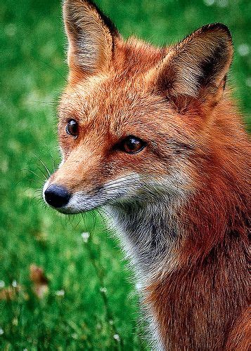 Red Fox Face Close Up on Picterest | Red fox, Fox face, Fox