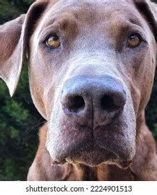 13,751 Brown Mastiff Images, Stock Photos & Vectors | Shutterstock