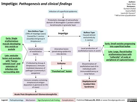 Impetigo Pathogenesis and clinical findings | Calgary Guide