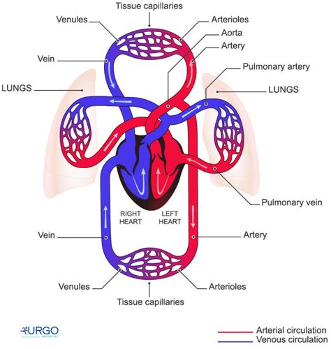 Image result for diagram of double circulation in a human | Human ...