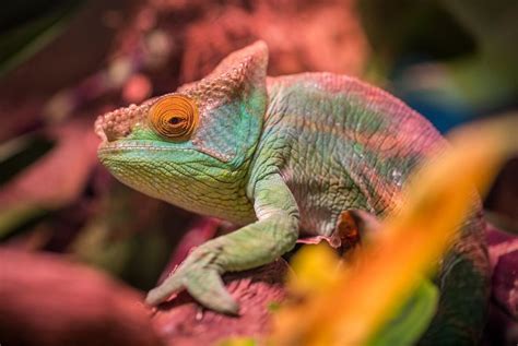 What Do Chameleons Eat? How To Feed A Chameleon Properly | Bearded ...