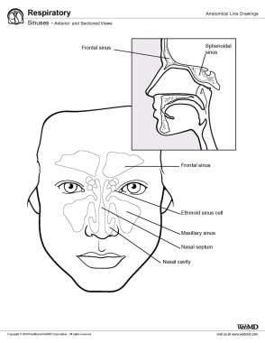 arma Contar matraz sinus definition anatomy Perímetro Hacer bien fusión