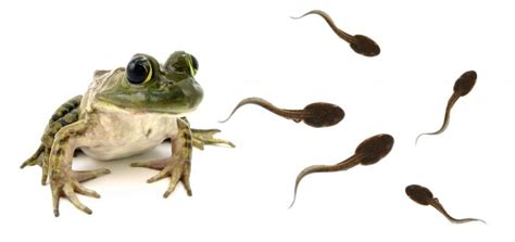 What Do Tadpoles Eat? - Learn About Nature