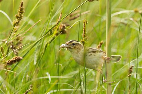 Peatlands as a safe haven for rare and threatened biodiversity | LaptrinhX / News