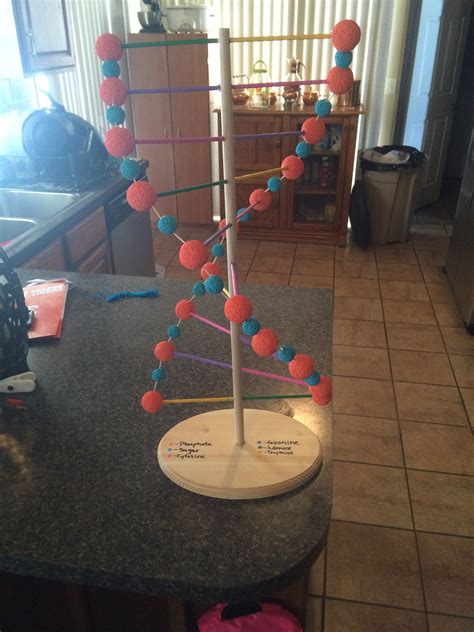 Easy Dna Model Project