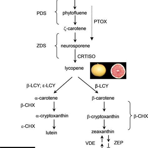 Analysis by HPLC-PDA of carotenoids in E. coli cells that accumulate ...